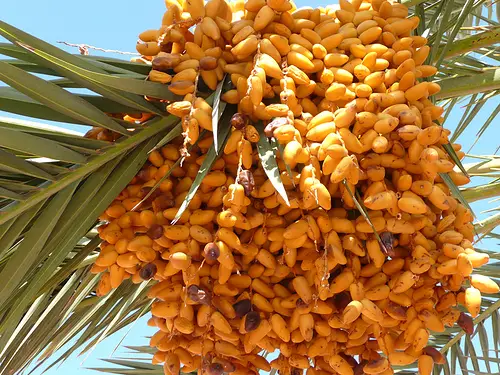 palm tree with dates