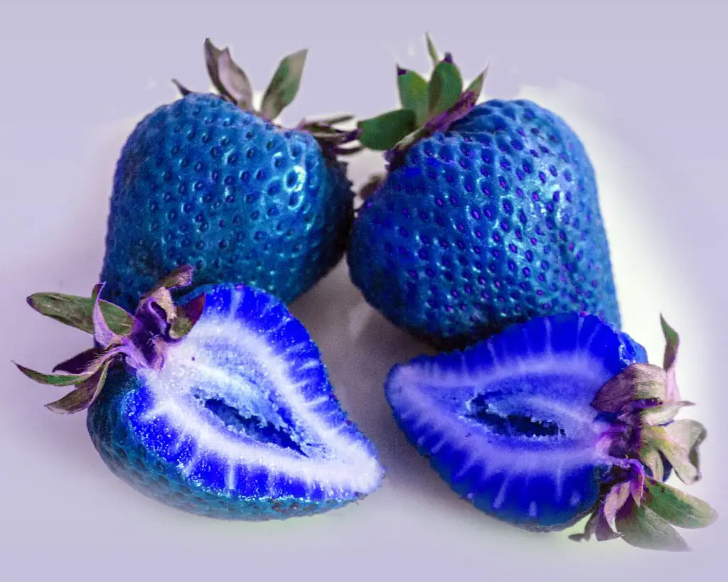 blue strawberries