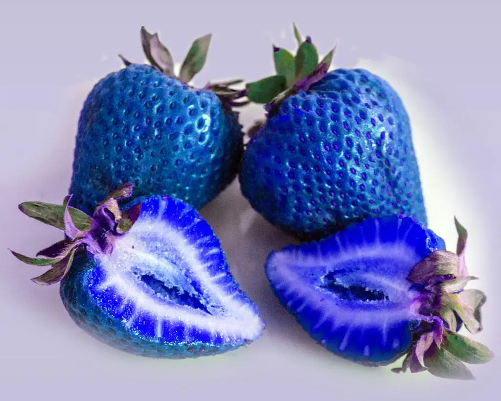 blue fruits