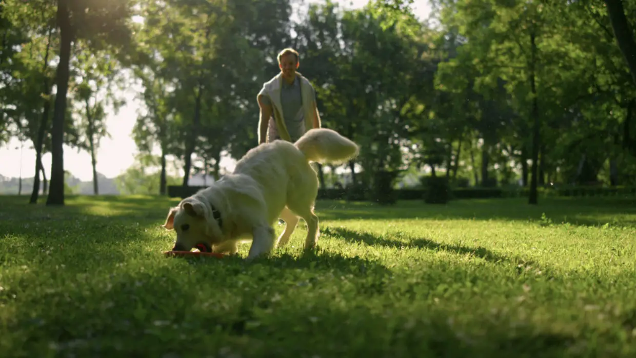 dog friendly backyard